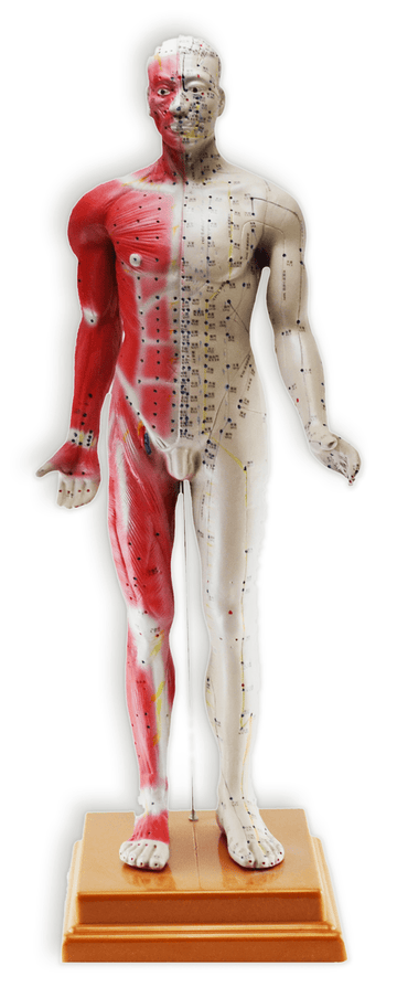 Modèle Homme, points d'acupuncture 84cm