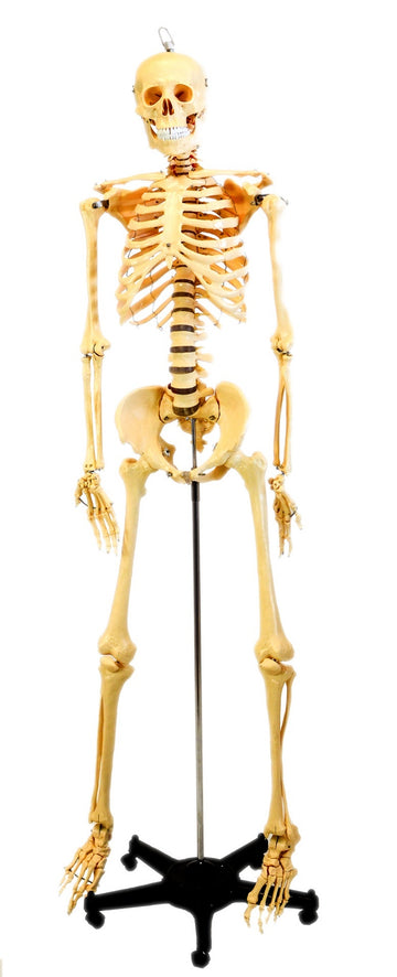 Squelette humain, 5'6" (168cm)