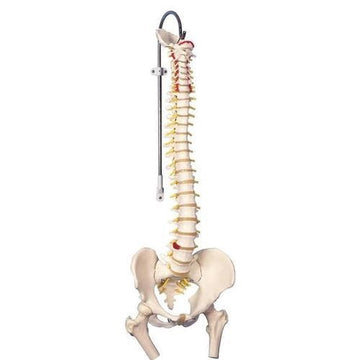 Colonne vertébrale flexible avec tête de fémur 32" (83cm)