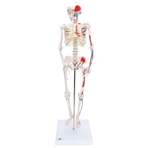 Mini Squelette avec muscles peints sur une base 37'' (94cm) base incl.