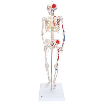 Mini Squelette avec muscles peints sur une base 37'' (94cm) base incl.