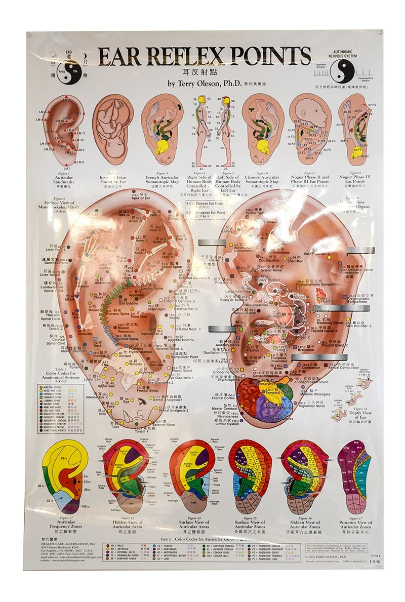 Planche anatomique Ear Reflex Points Chart, Anglais