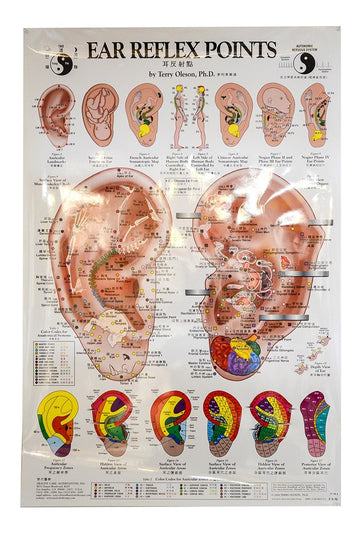 Planche anatomique Ear Reflex Points Chart, Anglais