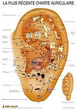 Planche de la plus récente charte auriculaire, 12"x17" (30x42cm)