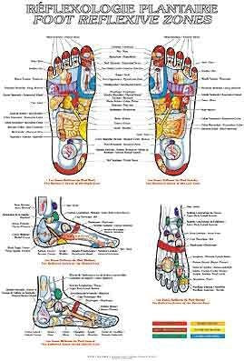 Planche de réflexologie plantaire
