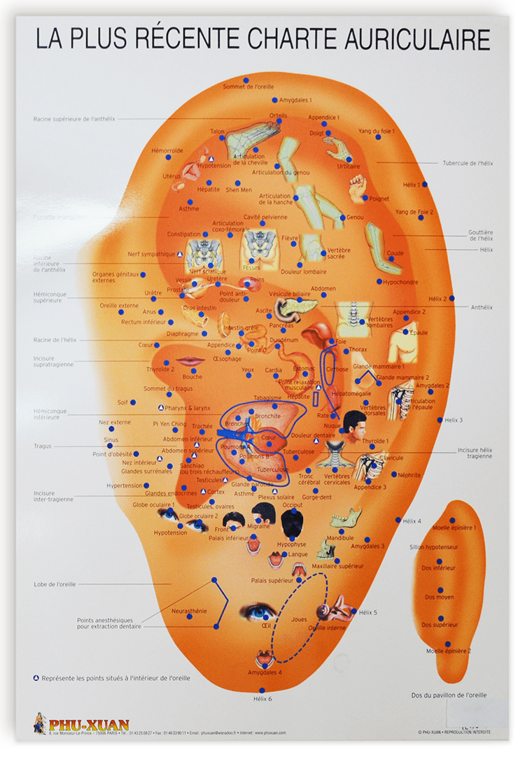 Planche de la plus récente charte auriculaire, 20"x30" (77x51cm)