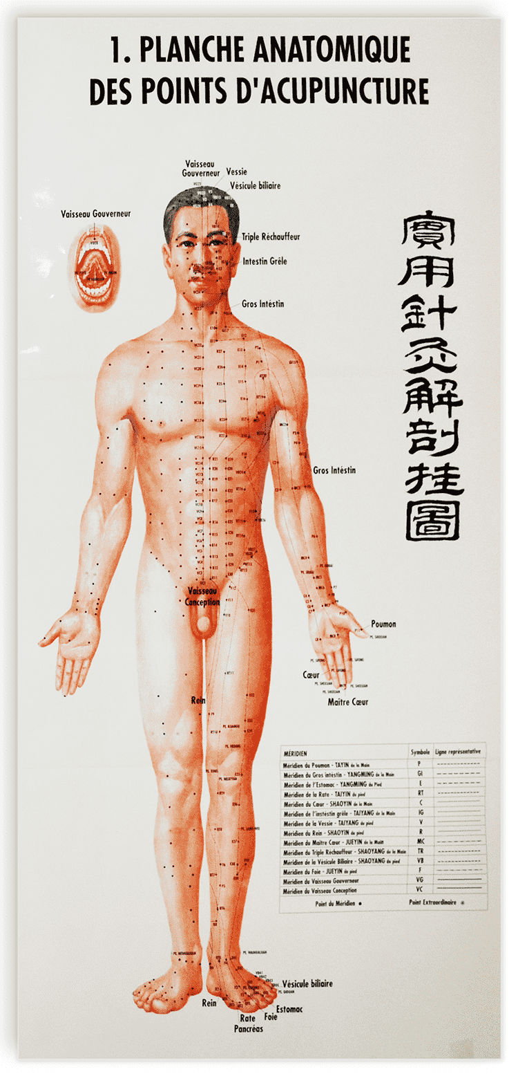 Planches anatomique des points d'acupuncture des 14 méridiens et des points hors méridiens, 12 planches