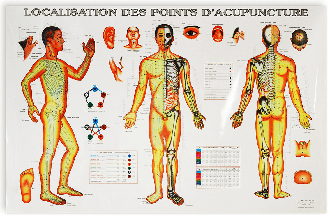 Planche Localisation des points d'acupuncture