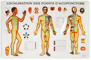 Planche Localisation des points d'acupuncture
