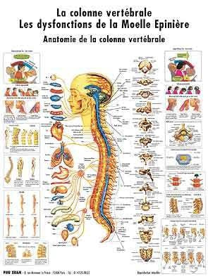 Planche de la colonne vertébrale, Dysfonctionnement de la moelle épiniaire