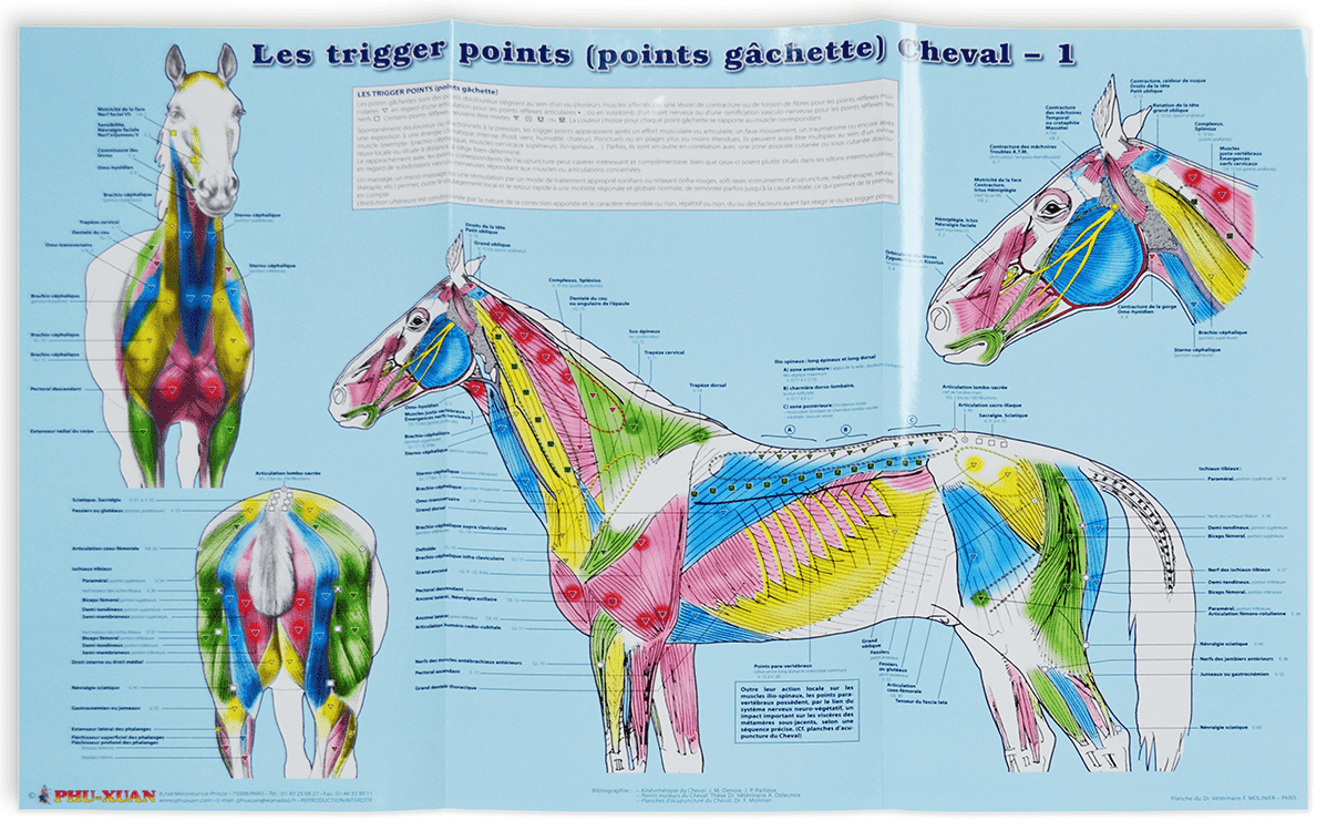 Planche Trigger points (points gâchettes) Cheval 2 planches