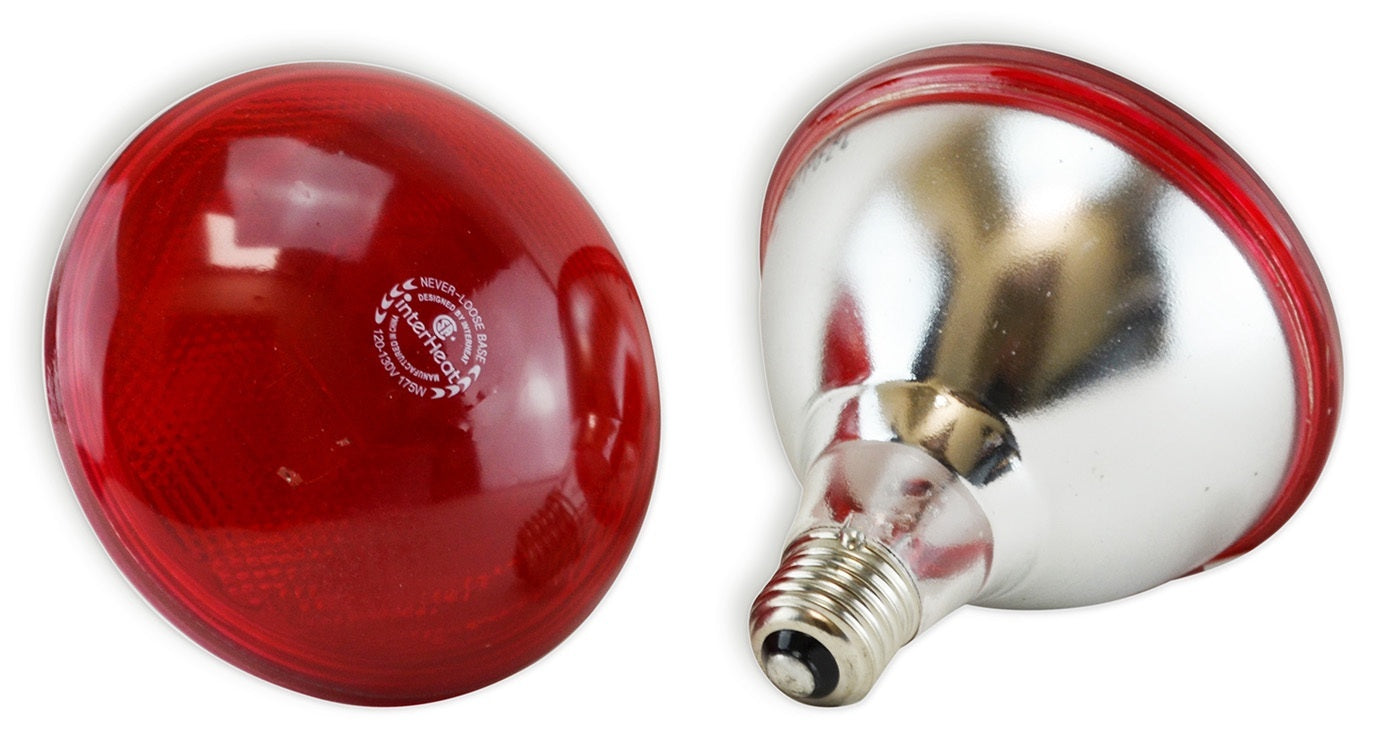 Ampoule infrarouge 175W rouge, 2 pièces/bte