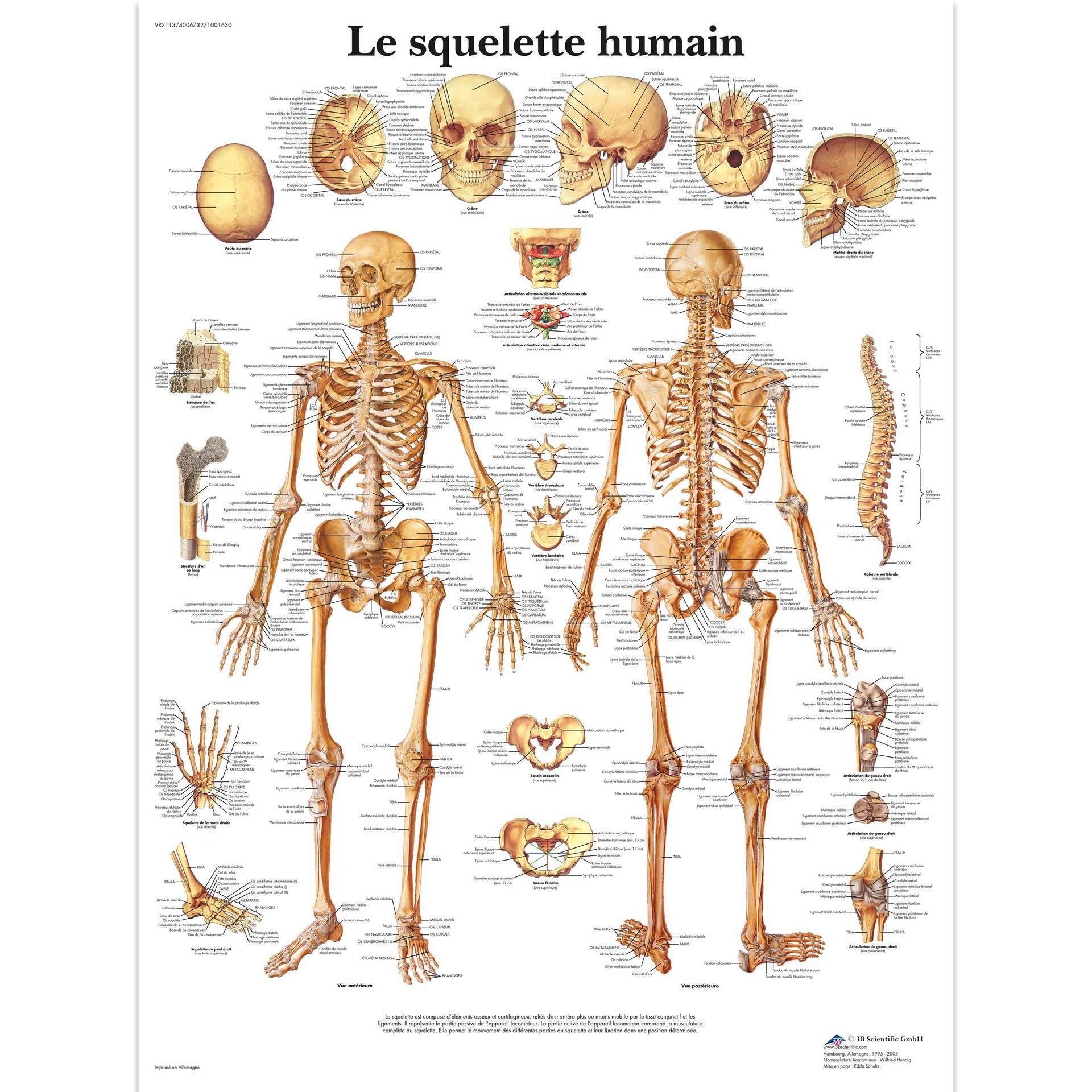 Le squelette humain, Planche, 20"x26", (50 x 67 cm) Français