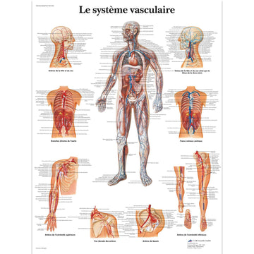 Le système vasculaire, Planche, 20"x26", (50 x 67 cm) Français