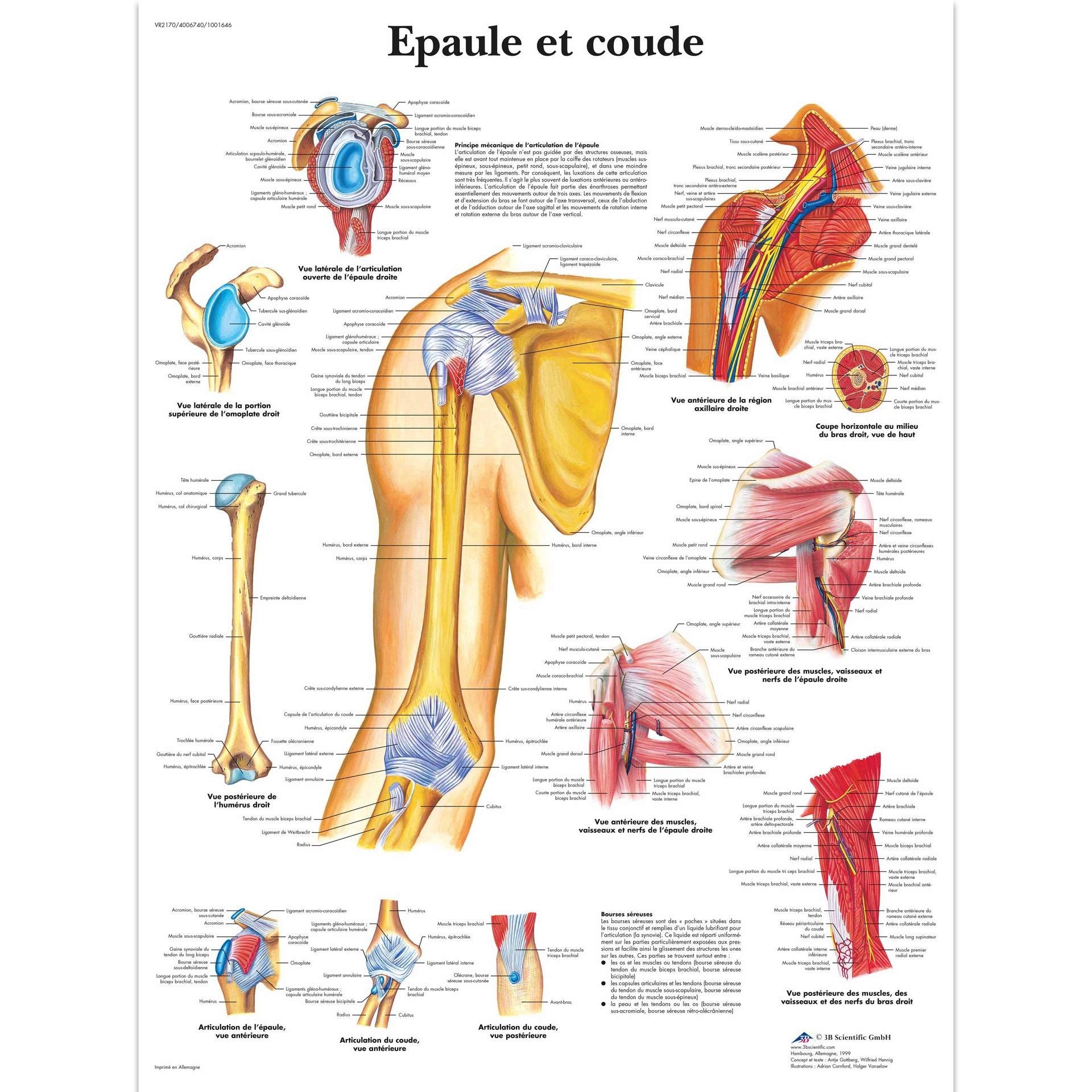 Epaule et coude, Planche, 20"x26", (50 x 67 cm) Français