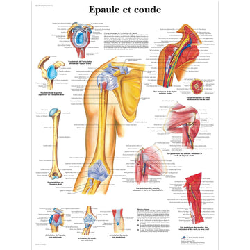 Epaule et coude, Planche, 20"x26", (50 x 67 cm) Français