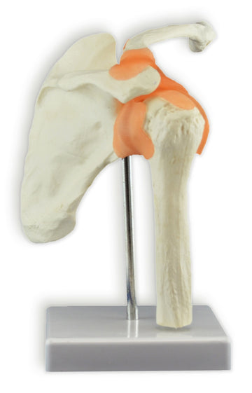 Modèles d'articulations