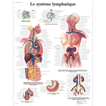 Le système lymphatique, Planche, 20"x26", (50 x 67 cm) Français