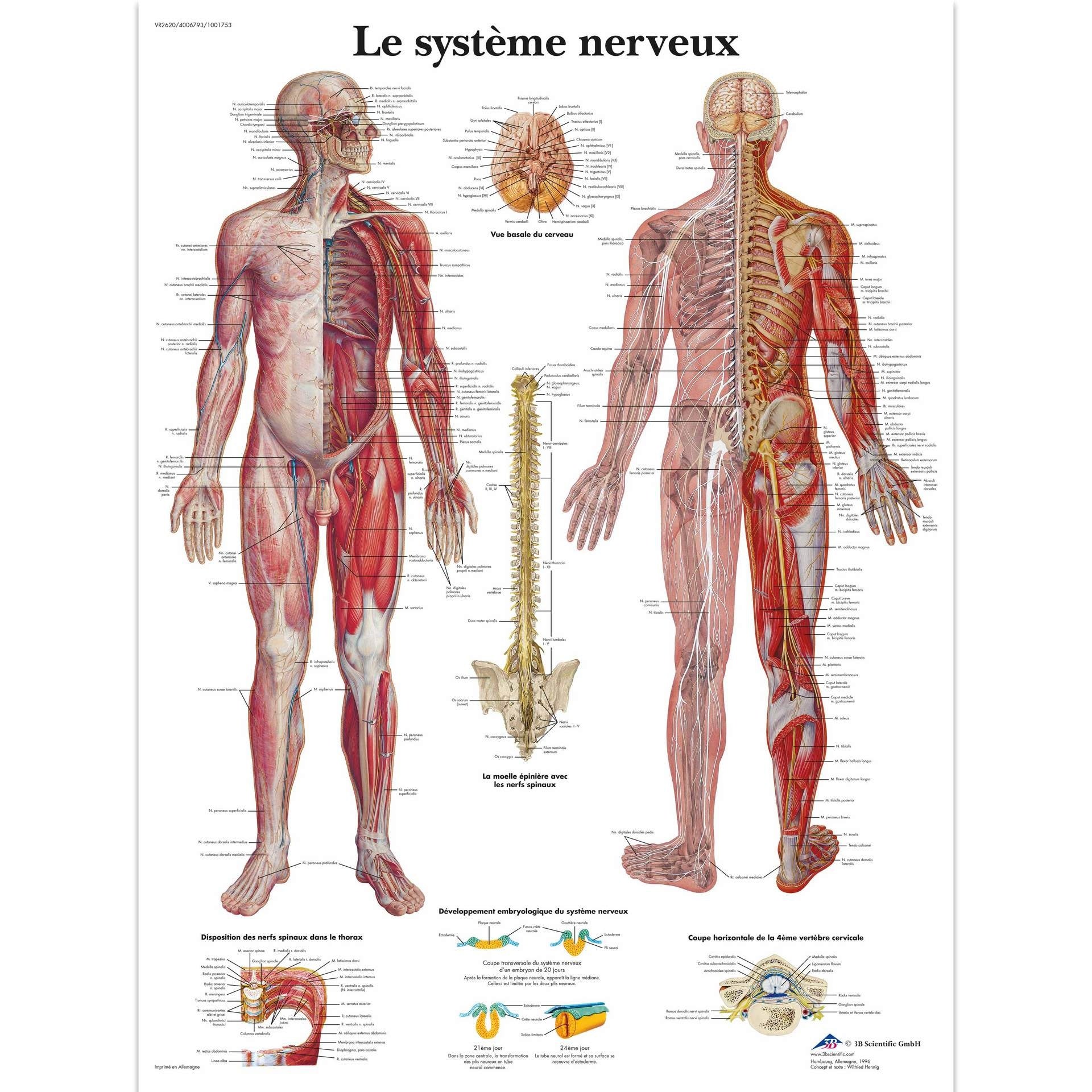 Le système nerveux, Planche, 20"x26", (50 x 67 cm) Français