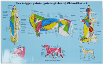 trigger points(point gâchette) du chien et du chat (2 planches)