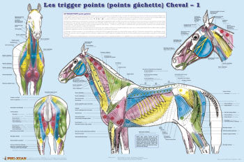 Les "trigger points" (points gâchette) du cheval (2 planches)
