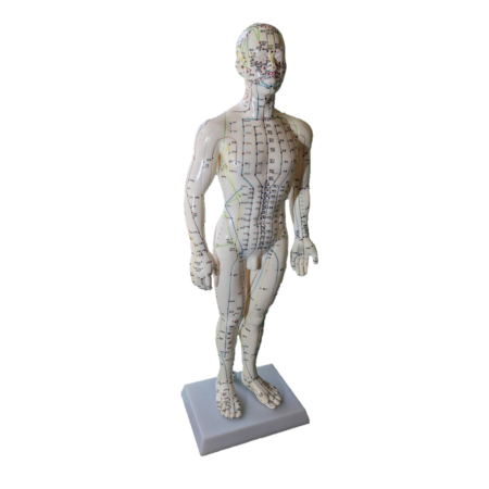 Modèle Homme points et méridiens 50 cm