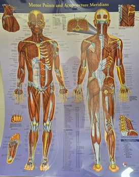 Planche - Motor Points and  Acupunture Méridians
