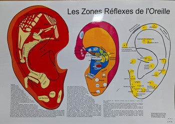 Planche - Les Zones Réflexes de l'oreille