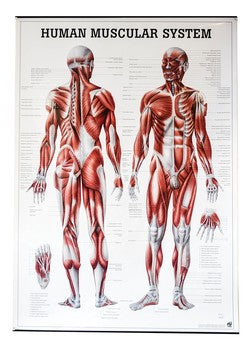 Planche Human Muscular System, 27"x39",  (70x100cm), Anglais