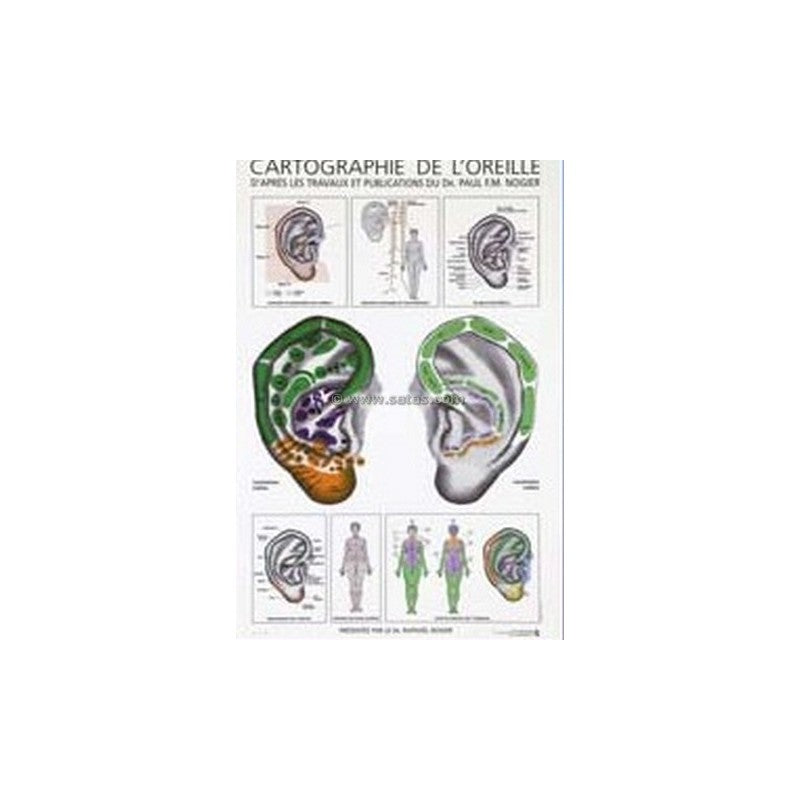 Cartographie de l'oreille par Nogier