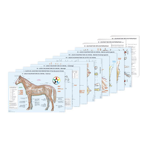 Planches d'acupuncture vétérinaire - Le cheval