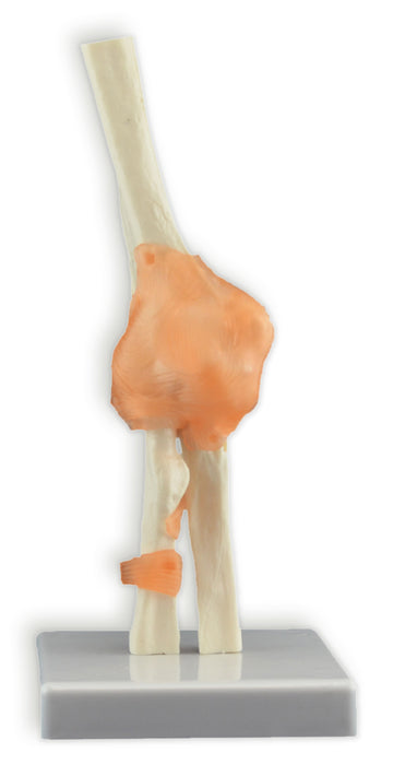 Modèles d'articulations
