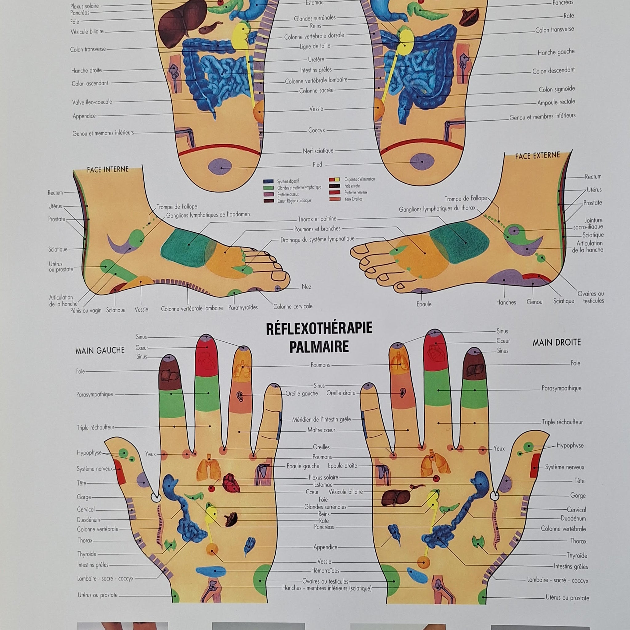 Réflexothérapie plantaire et palmaire